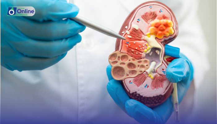 Lesson 07: Kidneys and Blood Composition